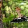 Upupa - Hoopoe (Upupa epops)