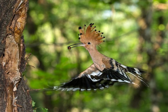 Upupa - Hoopoe (Upupa epops)