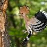 Upupa - Hoopoe (Upupa epops)