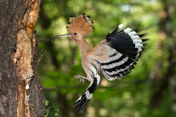 Upupa - Hoopoe (Upupa epops)