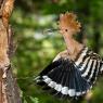 Upupa - Hoopoe (Upupa epops)