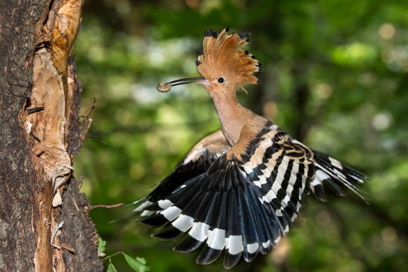 Upupa - Hoopoe (Upupa epops)