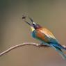 Gruccione - European bee-eater (Merops apiaster)