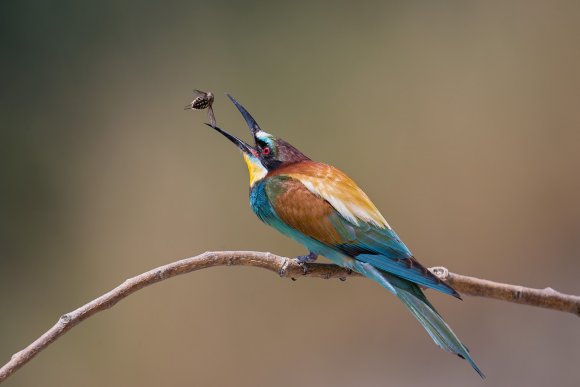 Gruccione - European bee-eater (Merops apiaster)