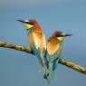 Gruccione - European bee-eater (Merops apiaster)