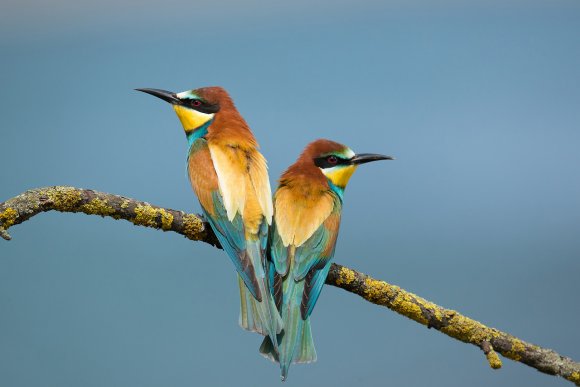 Gruccione - European bee-eater (Merops apiaster)