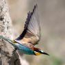 Gruccione - European bee-eater (Merops apiaster)