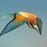 Gruccione - European bee-eater (Merops apiaster)