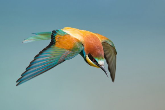 Gruccione - European bee-eater (Merops apiaster)