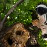 Upupa - Hoopoe (Upupa epops)