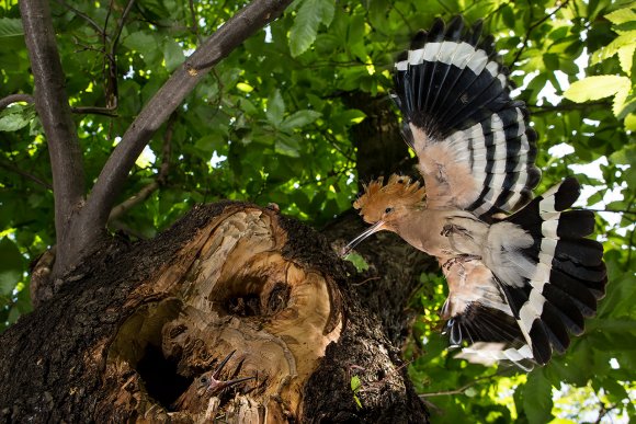 Upupa - Hoopoe (Upupa epops)