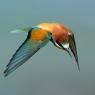 Gruccione - European bee-eater (Merops apiaster)