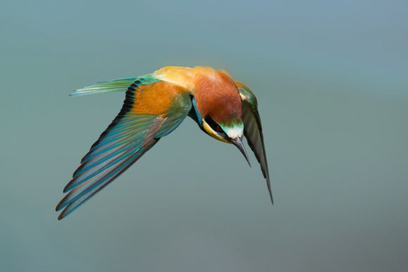 Gruccione - European bee-eater (Merops apiaster)