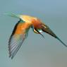 Gruccione - European bee-eater (Merops apiaster)