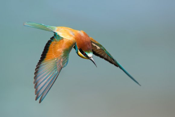 Gruccione - European bee-eater (Merops apiaster)