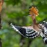 Upupa - Hoopoe (Upupa epops)