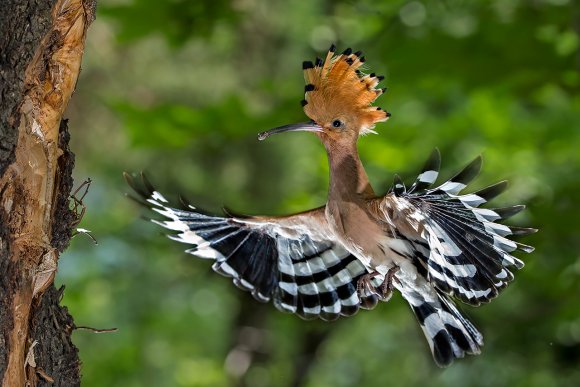 Upupa - Hoopoe (Upupa epops)