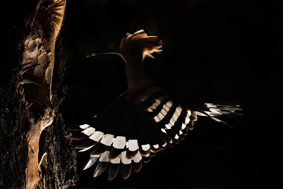 Upupa - Hoopoe (Upupa epops)