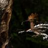 Upupa - Hoopoe (Upupa epops)