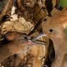 Upupa - Hoopoe (Upupa epops)