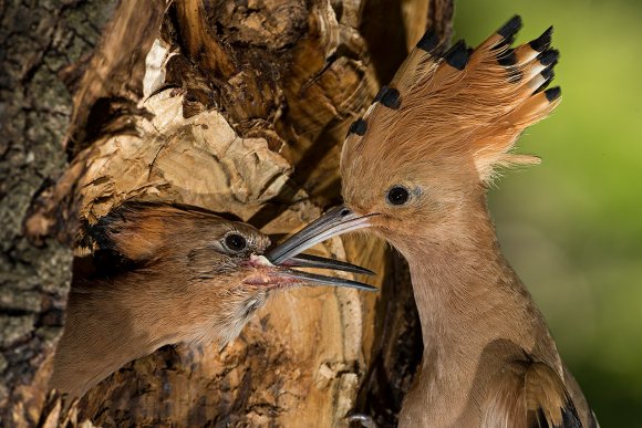 Upupa - Hoopoe (Upupa epops)