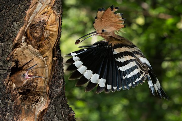 Upupa - Hoopoe (Upupa epops)