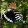 Upupa - Hoopoe (Upupa epops)