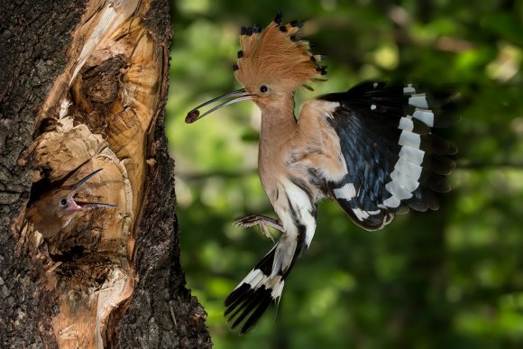 Upupa - Hoopoe (Upupa epops)