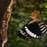 Upupa - Hoopoe (Upupa epops)