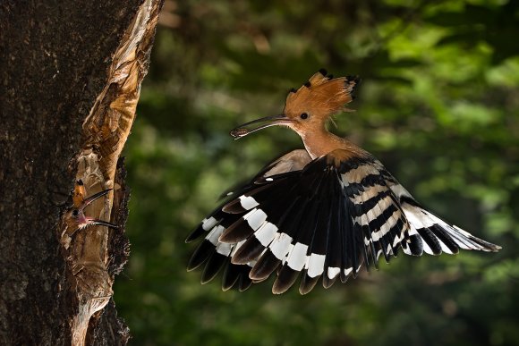 Upupa - Hoopoe (Upupa epops)