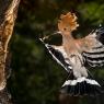 Upupa - Hoopoe (Upupa epops)