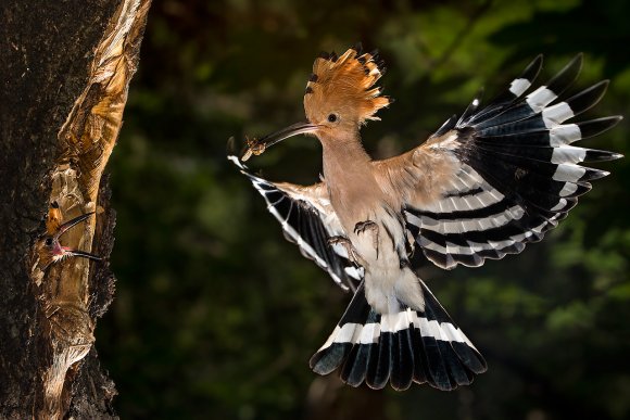 Upupa - Hoopoe (Upupa epops)