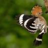 Upupa - Hoopoe (Upupa epops)