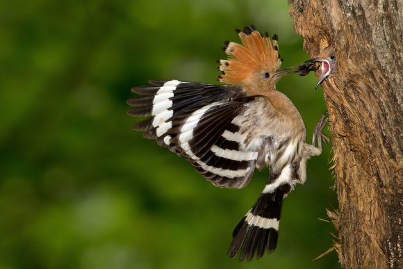 Upupa - Hoopoe (Upupa epops)