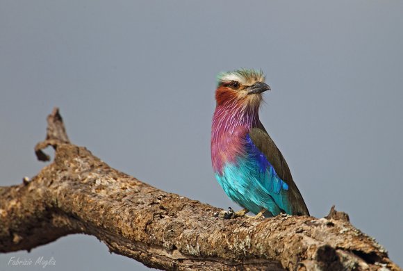 Ghiandaia marina pettolilla - Lilac-breasted roller (Coracias caudatus)