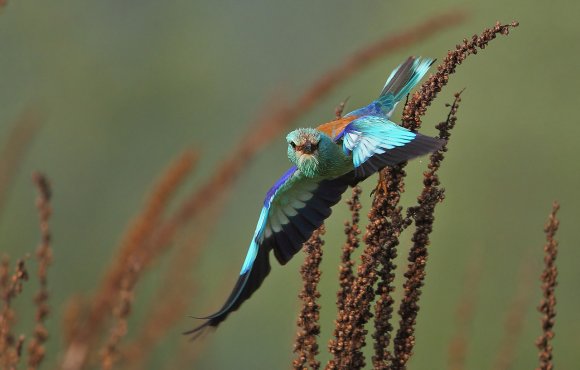 Ghiandaia marina - European roller (Coracias garrulus)