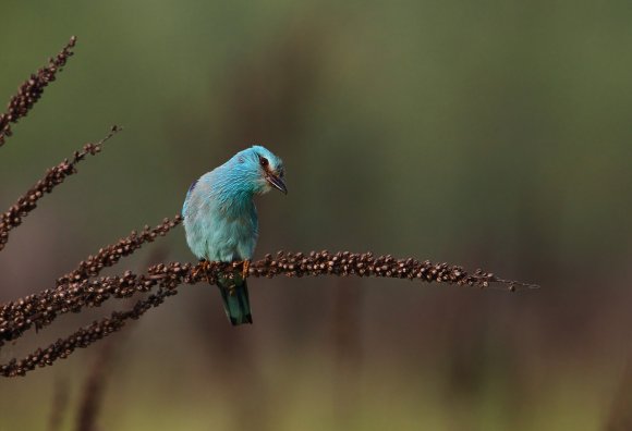 Ghiandaia marina - European roller (Coracias garrulus)