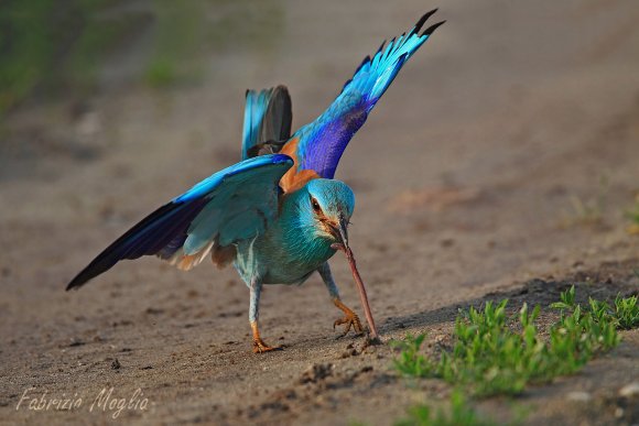 Ghiandaia marina - European roller (Coracias garrulus)