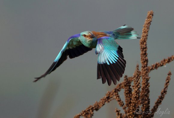 Ghiandaia marina - European roller (Coracias garrulus)