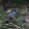 Giant kingfisher (Megaceryle maxima)