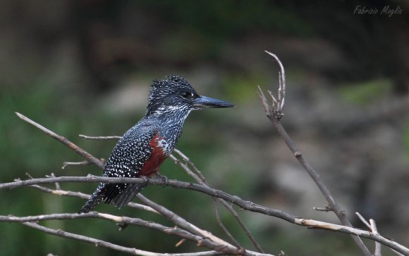 Giant kingfisher (Megaceryle maxima)