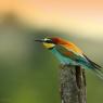 Gruccione - European bee-eater (Merops apiaster)