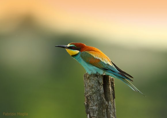 Gruccione - European bee-eater (Merops apiaster)