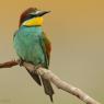 Gruccione - European bee-eater (Merops apiaster)