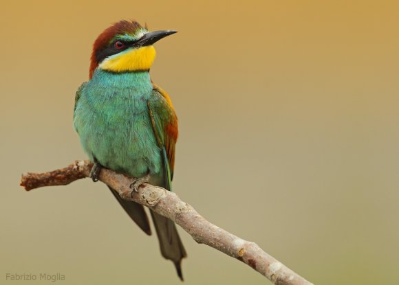 Gruccione - European bee-eater (Merops apiaster)
