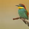 Gruccione - European bee-eater (Merops apiaster)