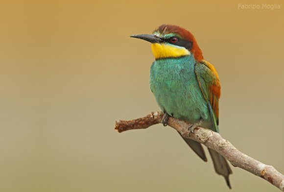 Gruccione - European bee-eater (Merops apiaster)