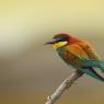 Gruccione - European bee-eater (Merops apiaster)