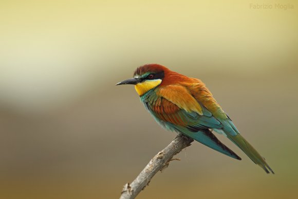 Gruccione - European bee-eater (Merops apiaster)