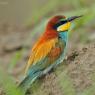 Gruccione - European bee-eater (Merops apiaster)